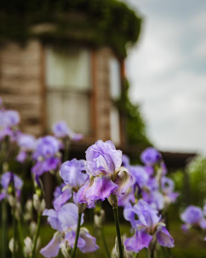 The Mansion At Elfindale Bed & Breakfast Спрингфийлд Екстериор снимка